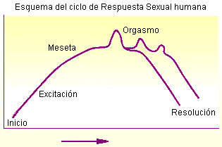 Resultado de imagen para etapas de la respuesta sexual